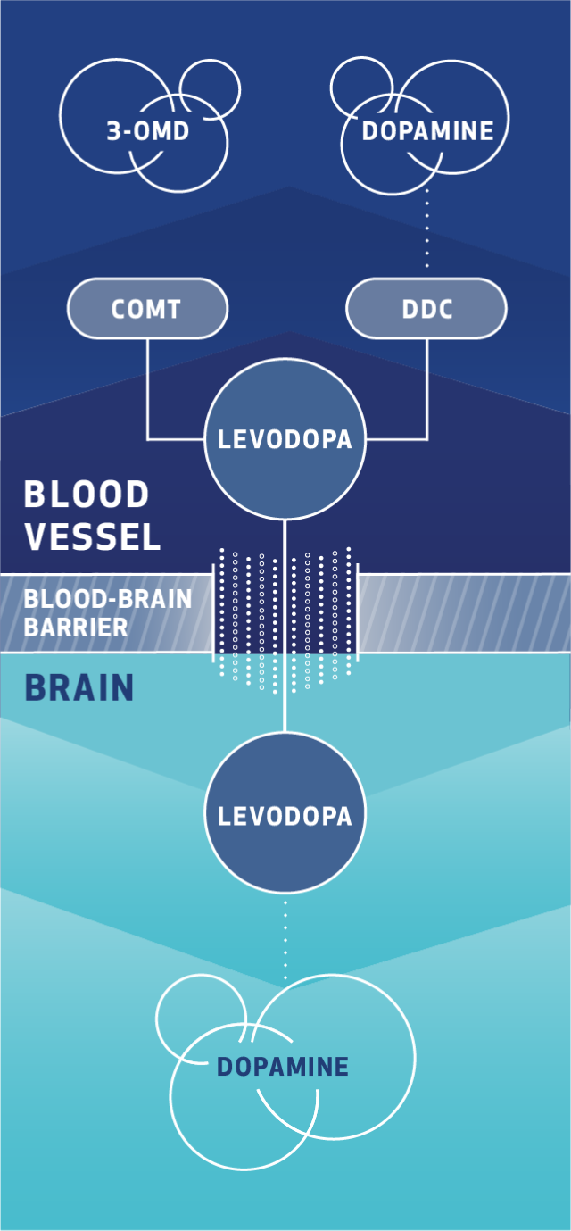 Graphic: Before levodopa crosses the blood-brain barrier, the COMT and DDC enzymes may metabolize levodopa. See Important Safety Information